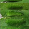 iph podalirius larva3 volg2